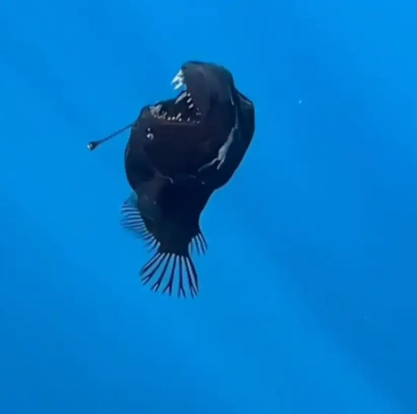 Sightings of Angler fish are extremely rare which is why the footage has gone viral online (Footage via Condrik-Tenerife_ on board the Glaucus vessel with Laia Valor, Marc Martín, Antonio Sabuco and marine wildlife photographer _David Jara)