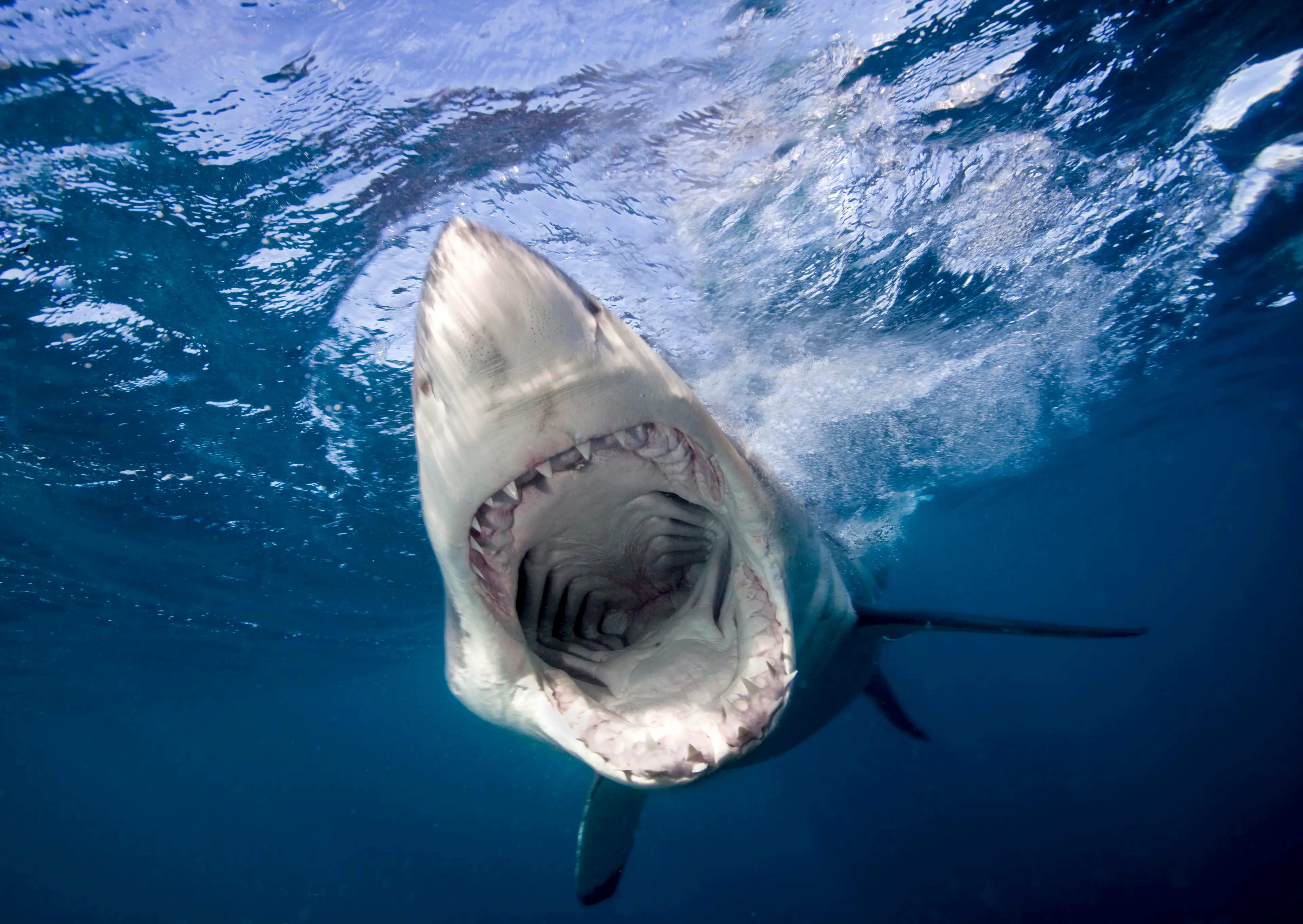 Nerhus found himself clamped inside the beast's razor sharp jaws. (Getty Stock Image)