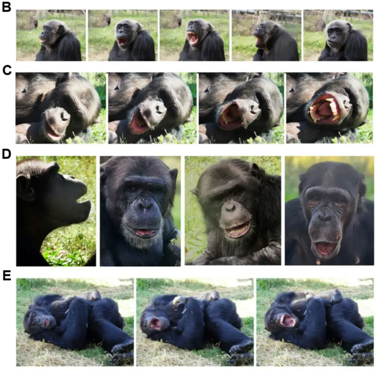 The chimps did end up yawning (RMJM, Aline Sardin-Damasso & Mona)