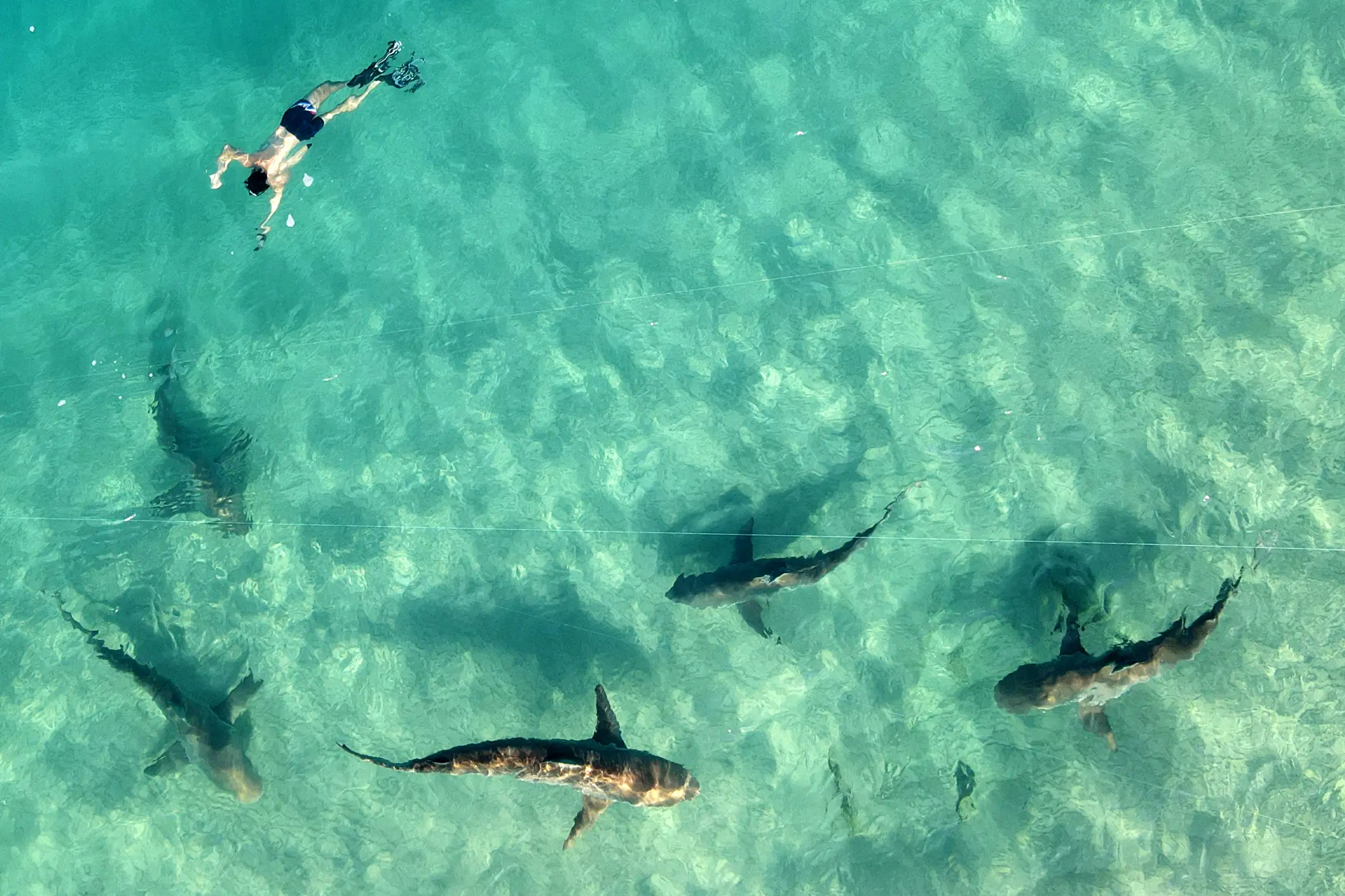 Dusky sharks photographed just off the coast of Israel (JACK GUEZ/AFP via Getty Images)