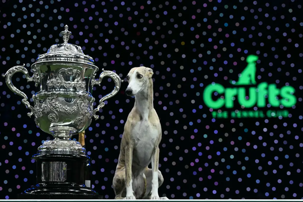 Crufts say the Royal Kennel Club takes animal welfare concerns extremely seriously (OLI SCARFF/AFP via Getty Images)