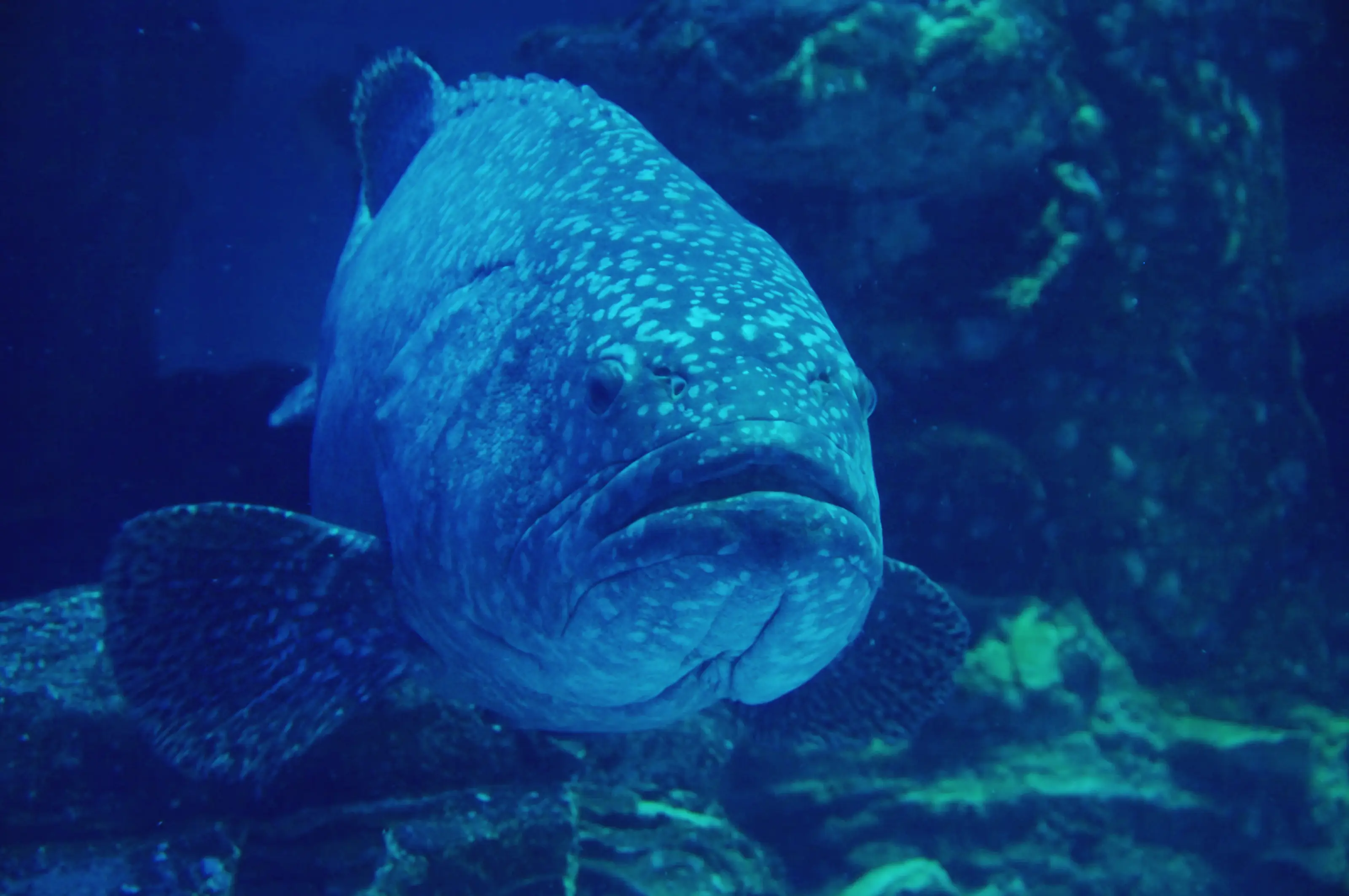 The goliath grouper can reach up to 8ft tall and weigh 455kg (Getty stock)