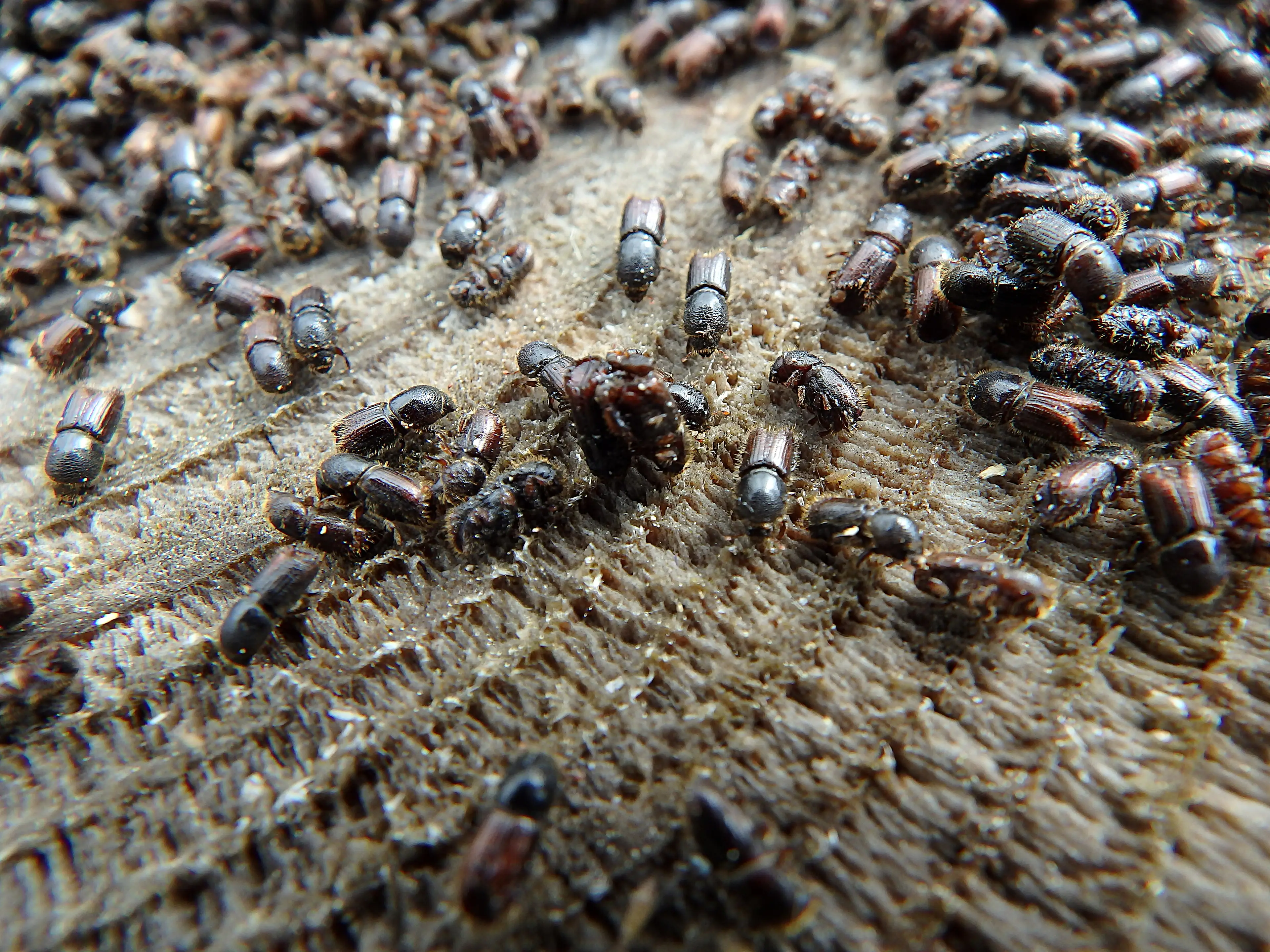 These are eight-toothed spruced bark beetles, and they burrow into trees so they can devour them. (Getty Stock Image)