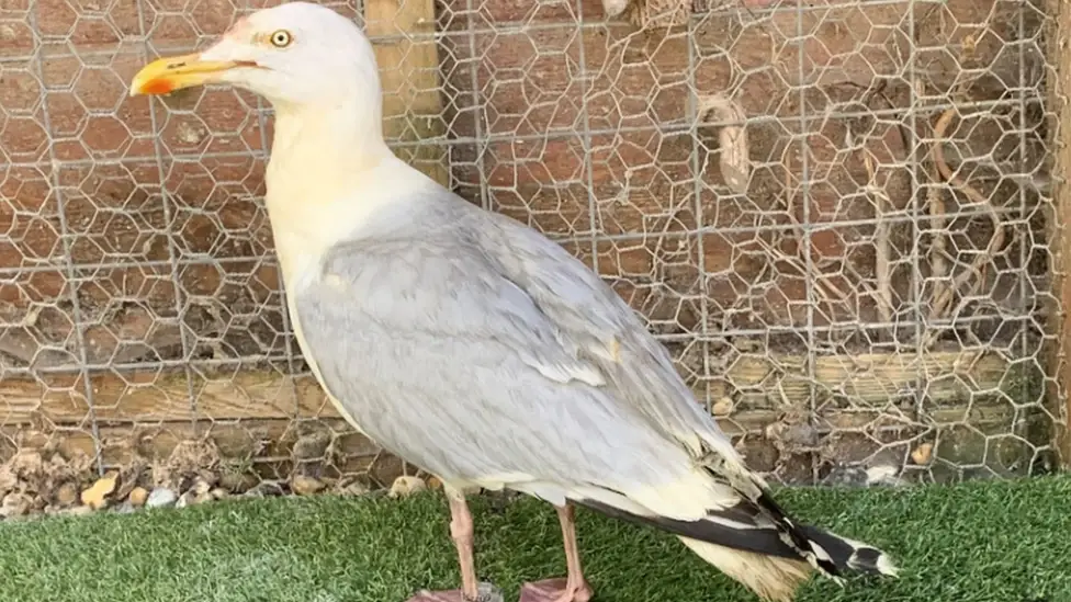 Vinny without a curry-coloured tan (Tiggywinkles)