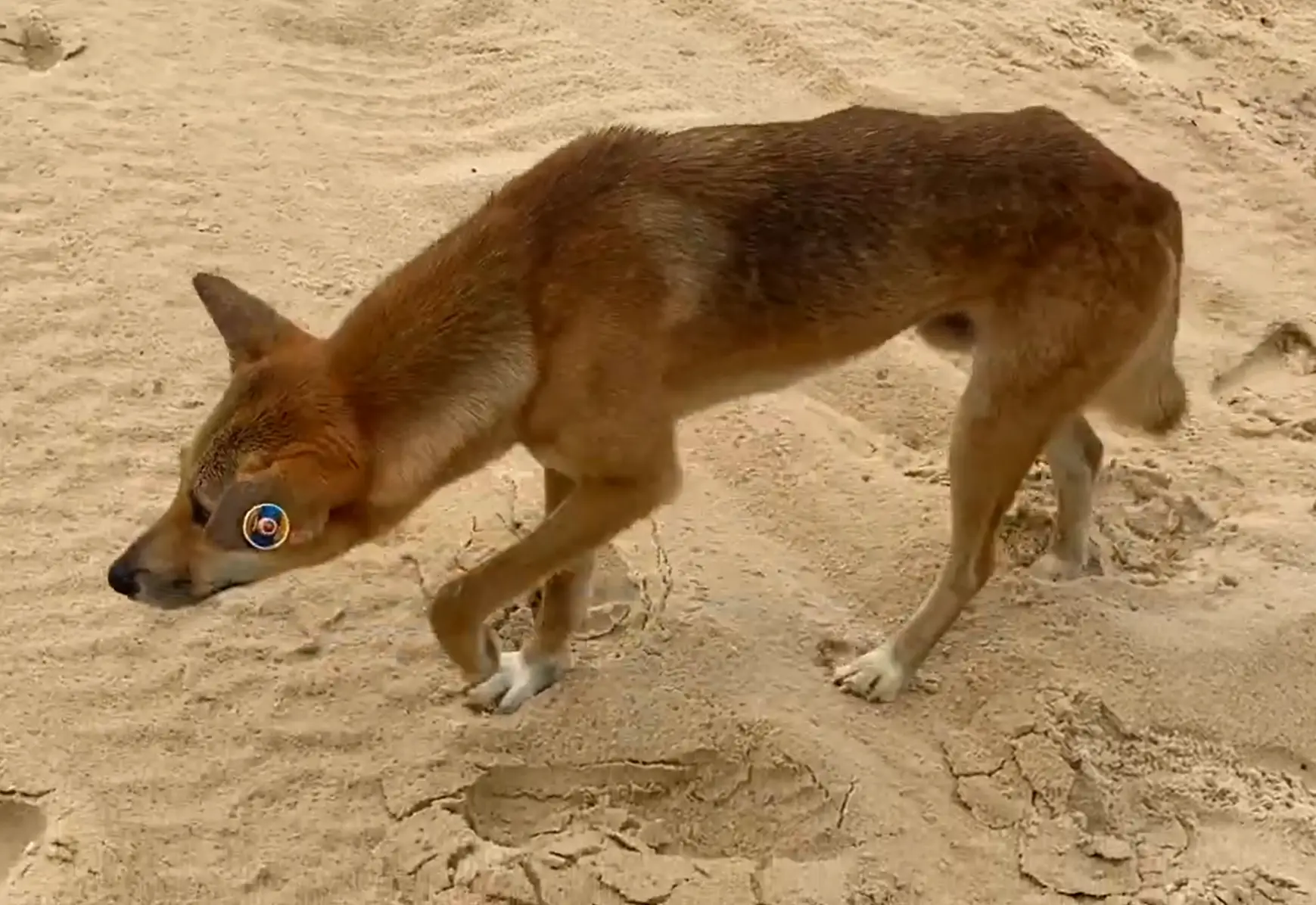 The island is also home to dingos, with people encouraged to stand back to back to stop them from attacking (YouTube/Maddie Ryles)