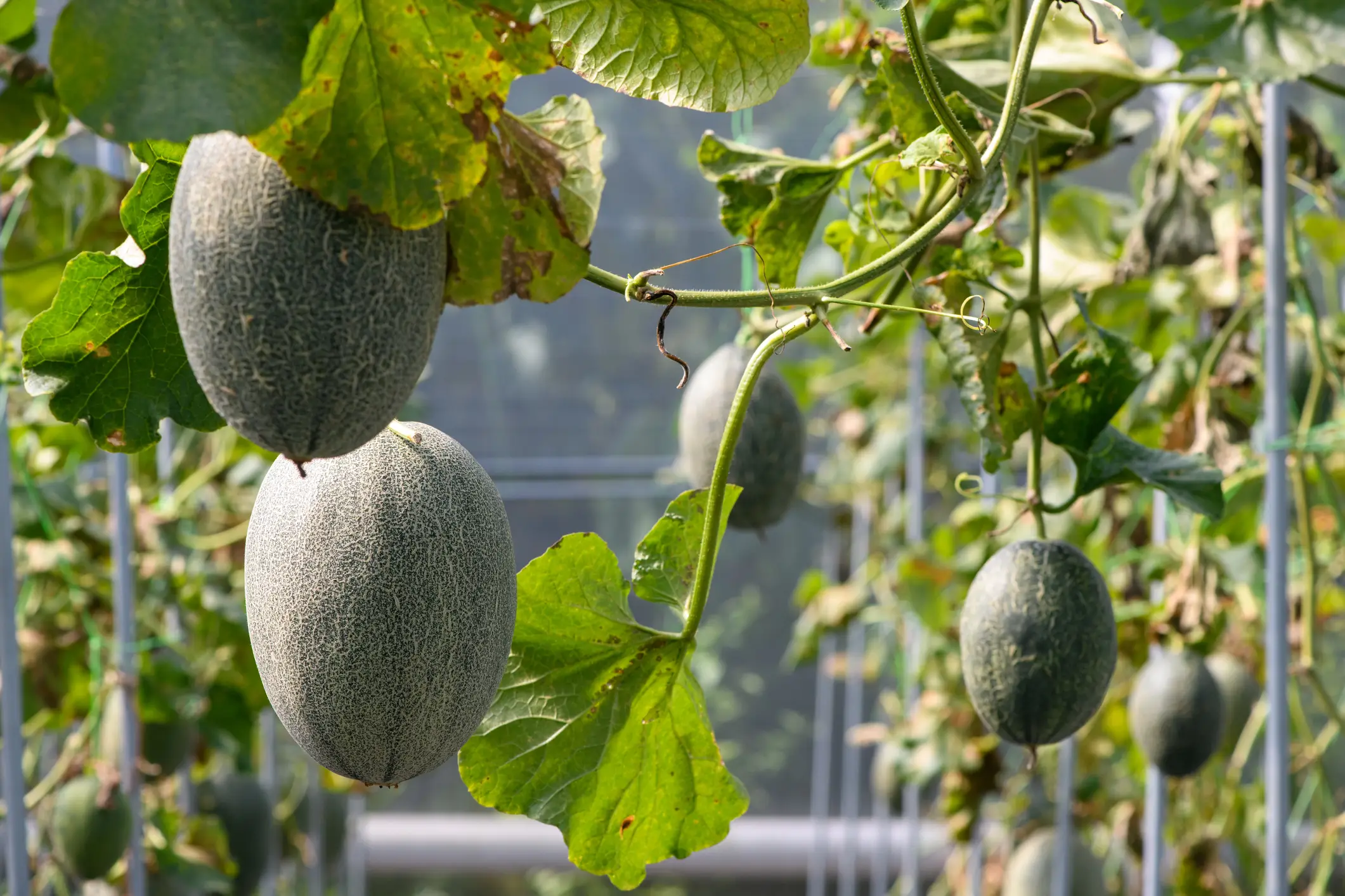 One ballmaxxer claimed to inflate his balls to the size of a cantaloupe melon (Getty Stock Images)