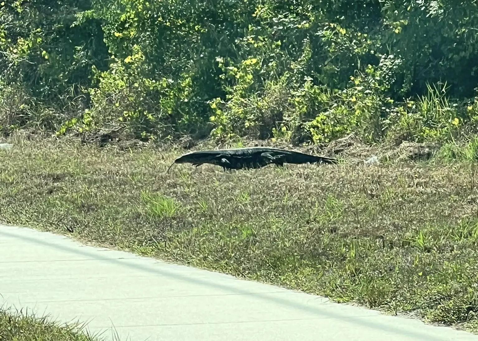 She initially thought it was a huge alligator. (Facebook / Renee Aland)
