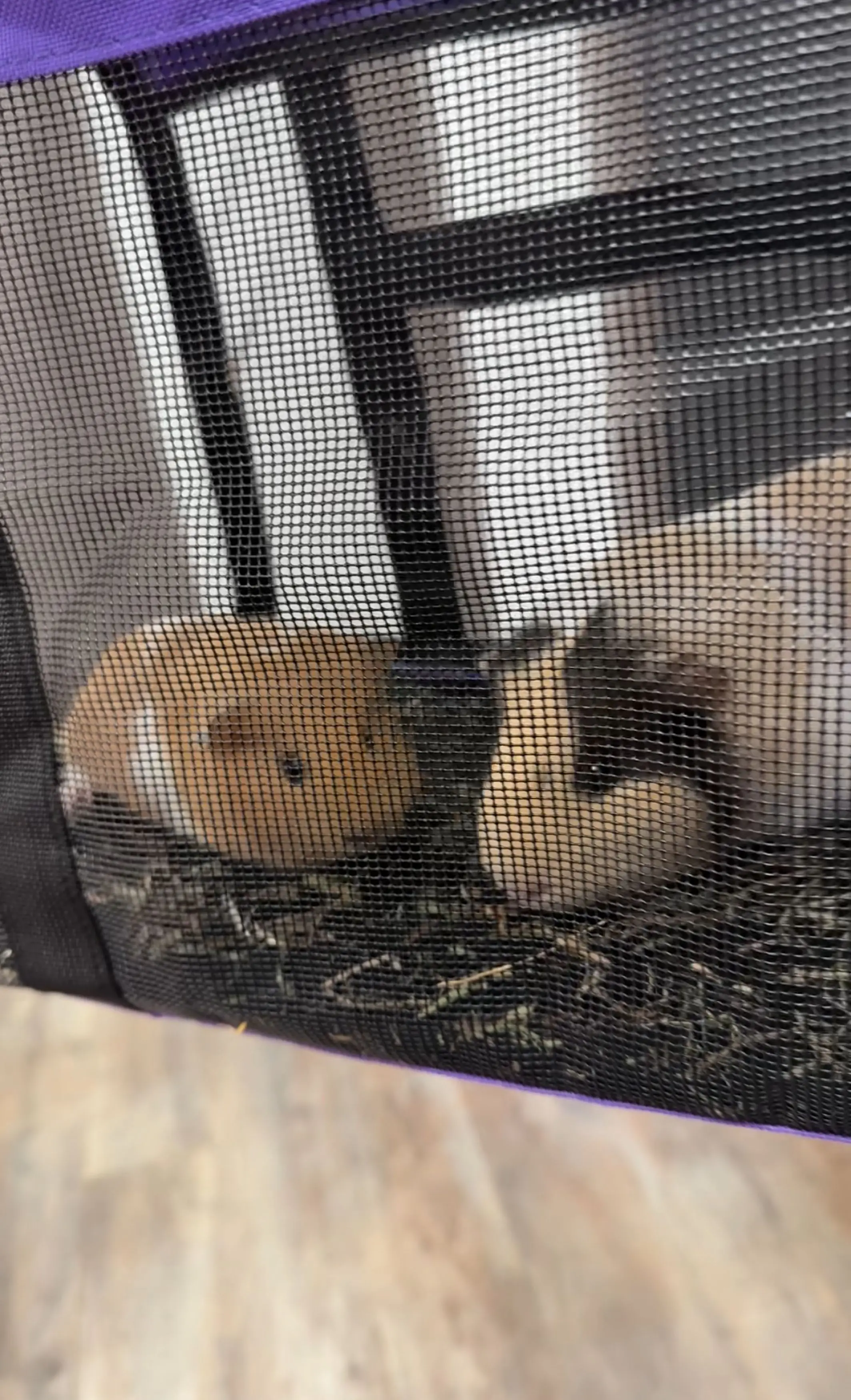 When Lauren May adopted guinea pig An, she had no idea the animal was pregnant (Kennedy News and Media)