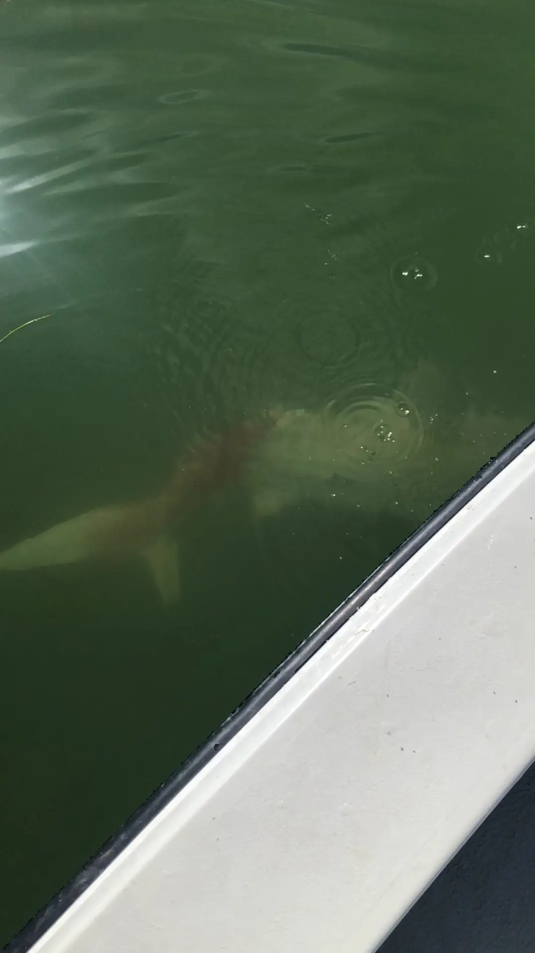 Dave hopes it managed to swim off to safety and survive the horrifying ordeal.