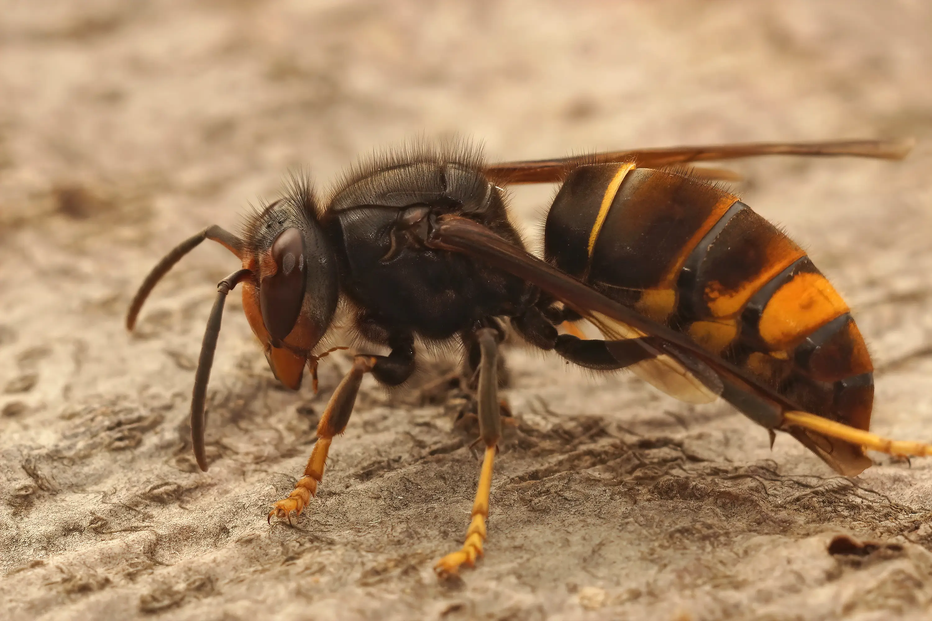 Asian Hornet Wasp (Getty Stock Images)