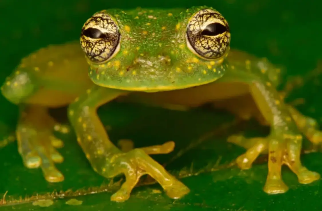 They found all sorts of wonderful creatures (Conservation International)