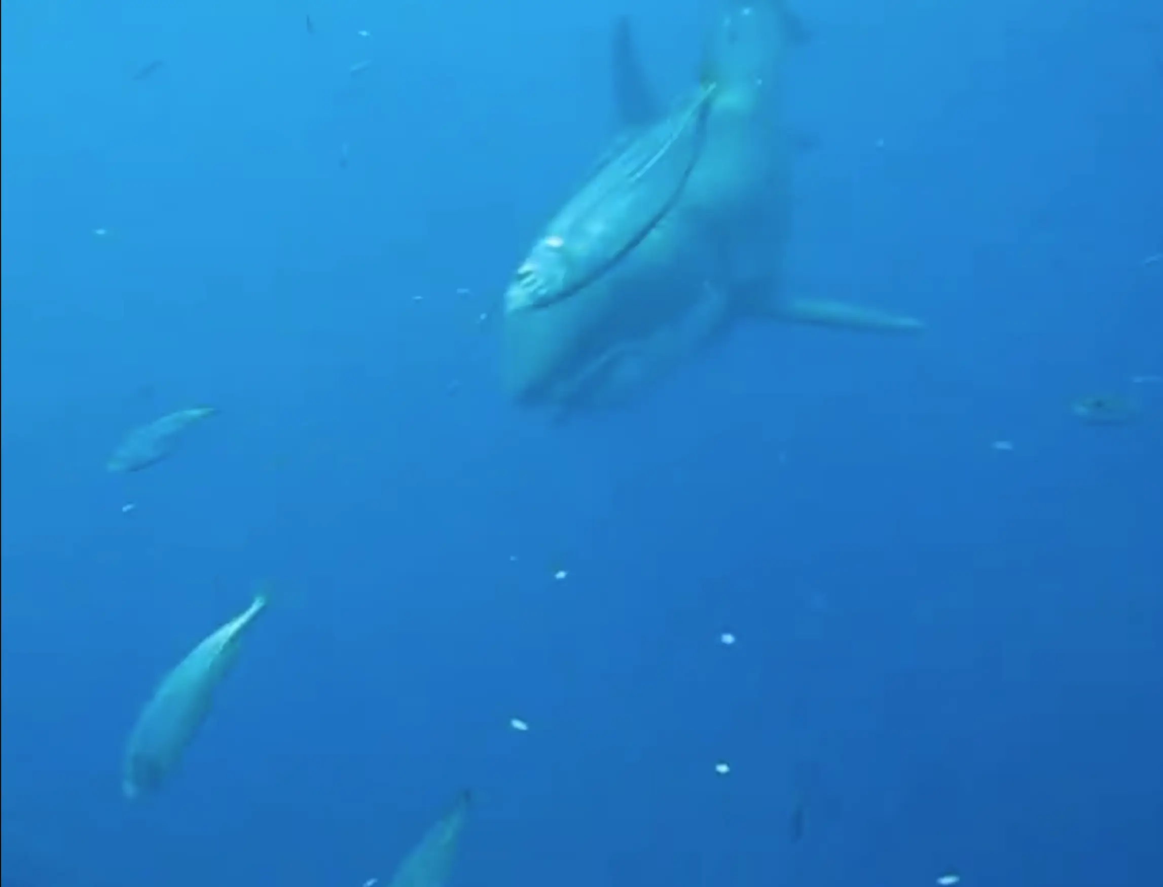 Hopefully, Deep Blue is somewhere out there still.