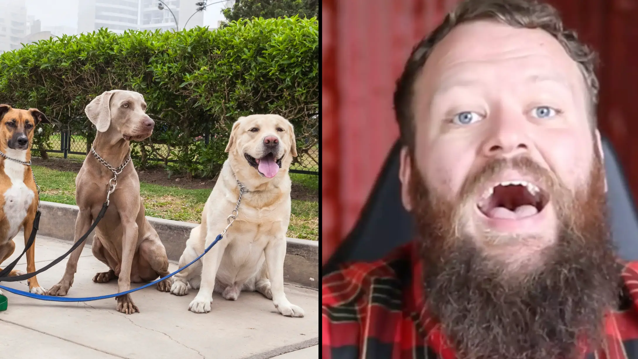 Canine expert gives surprising answer when asked what the most dangerous dog breed is