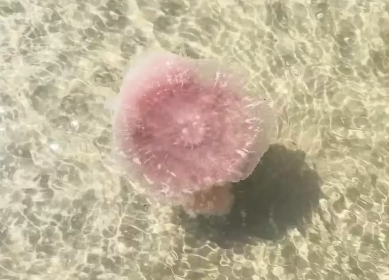 The pink meanies are rare and require optimal conditions to survive (Harte Research Institute)