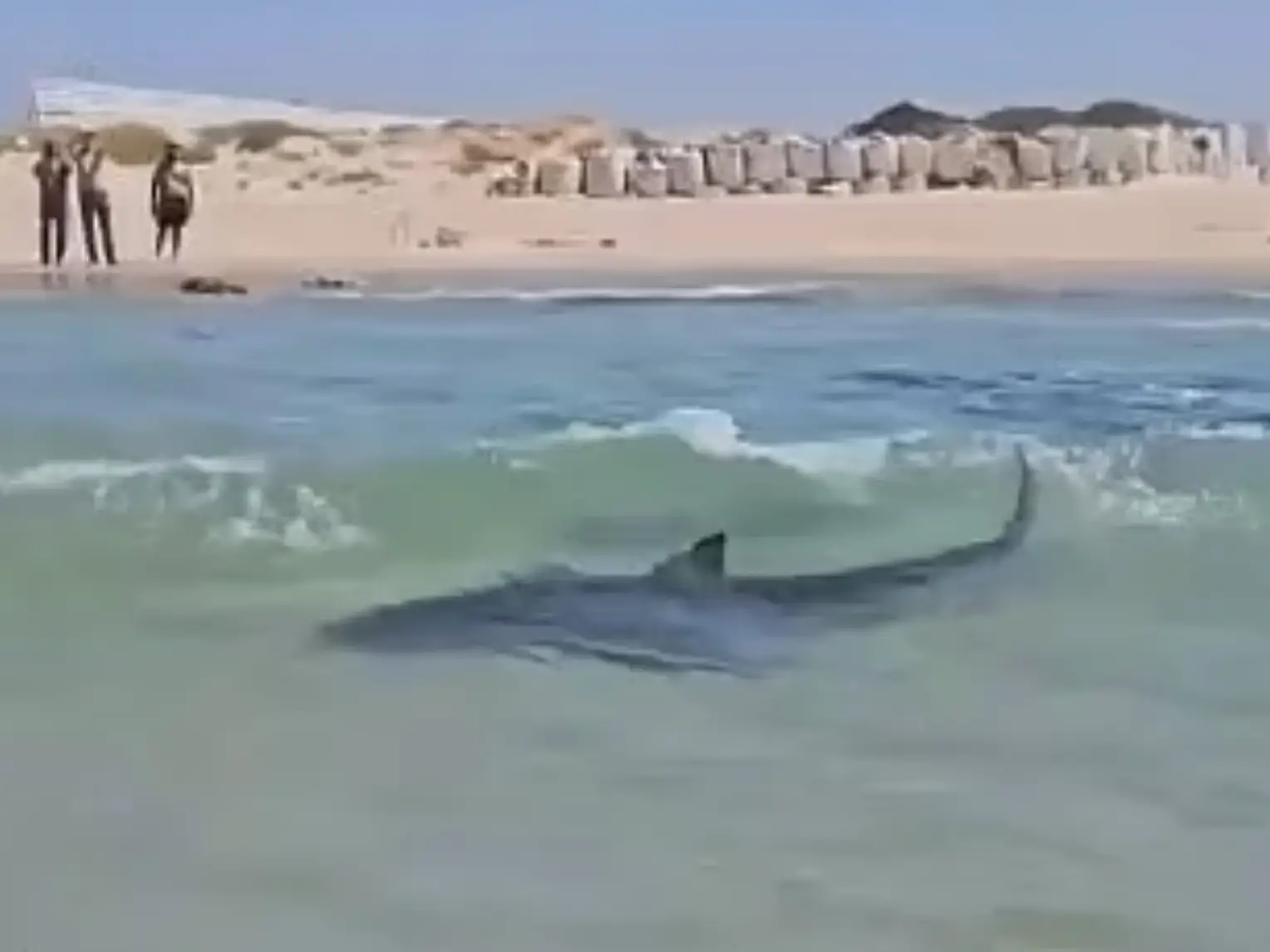 A shark swims around the Olga Beach shallows (X)