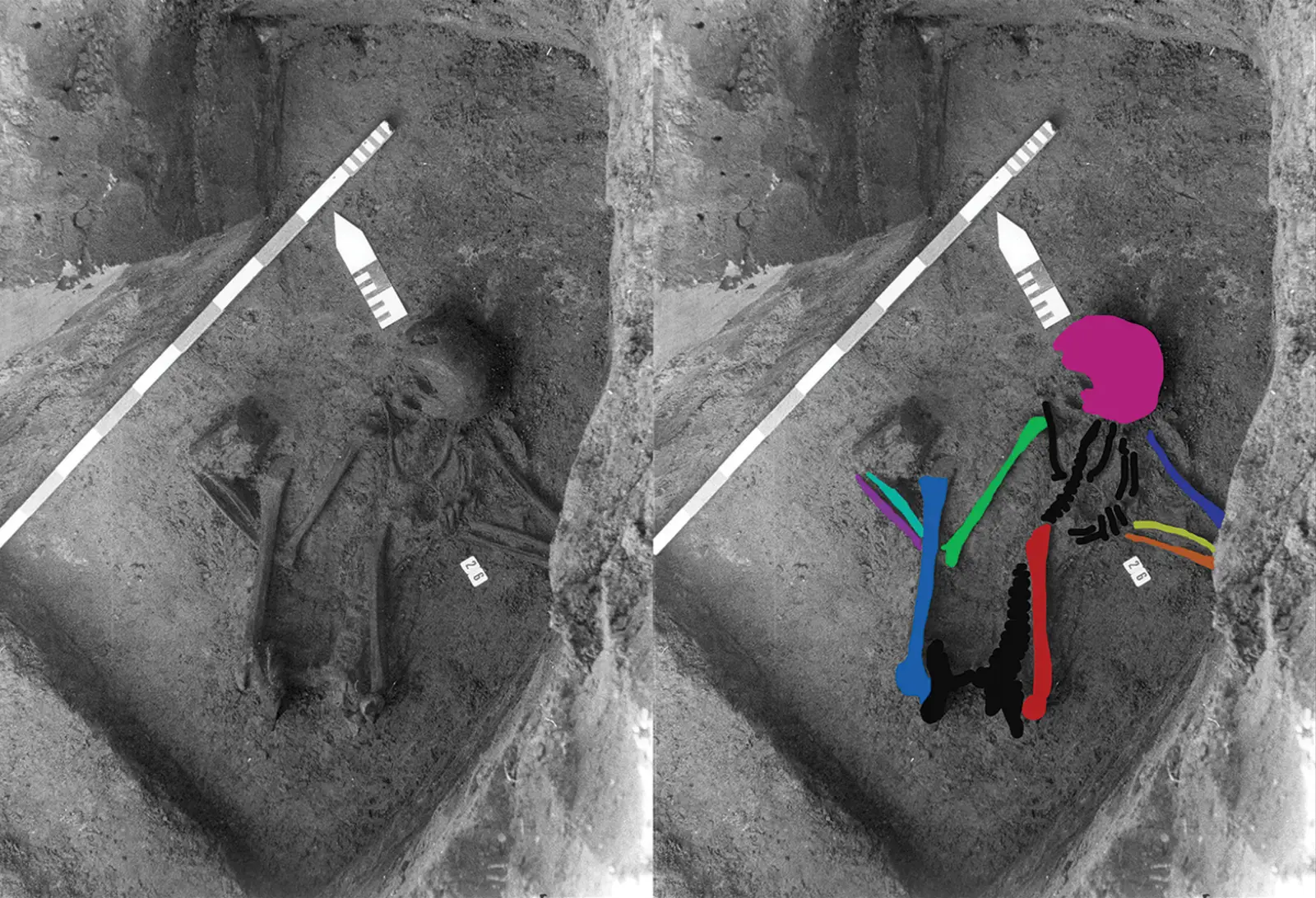 The bones are believed to be made up of five different individuals (Barbara Veselka et al, Antiquity)