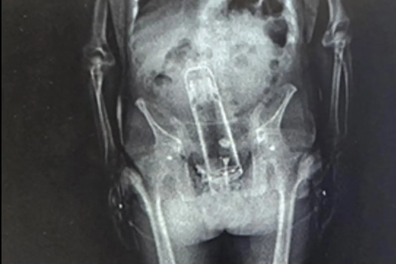 He didn't swallow it, so it must have gone in the other way (Polk County Sheriff's Office)