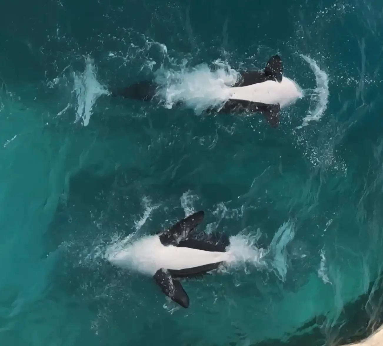 The orcas have to be out of the abandoned park by December 2026, which is sooner than you think (Seph Lawless)