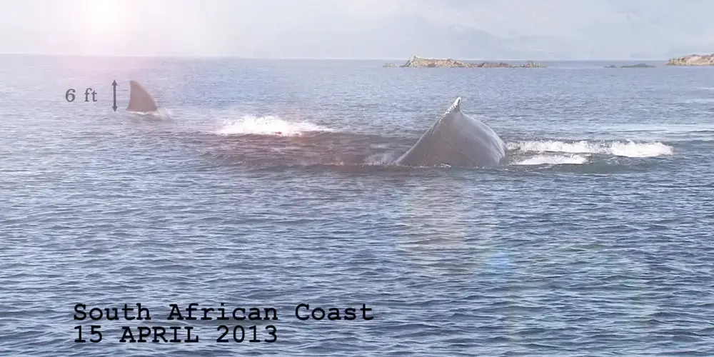 This photo allegedly shows a six foot fin (Discovery Channel)