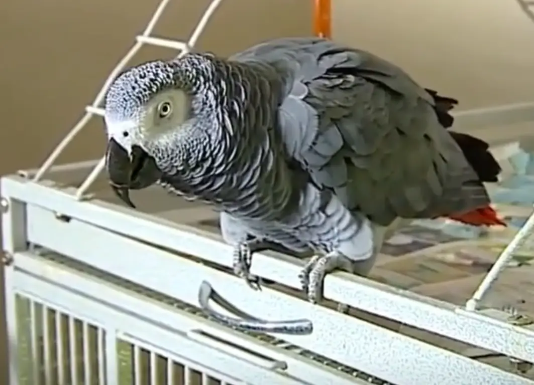 Family members became more suspicious after hearing the parrot talk (WOOD TV8/ABC)