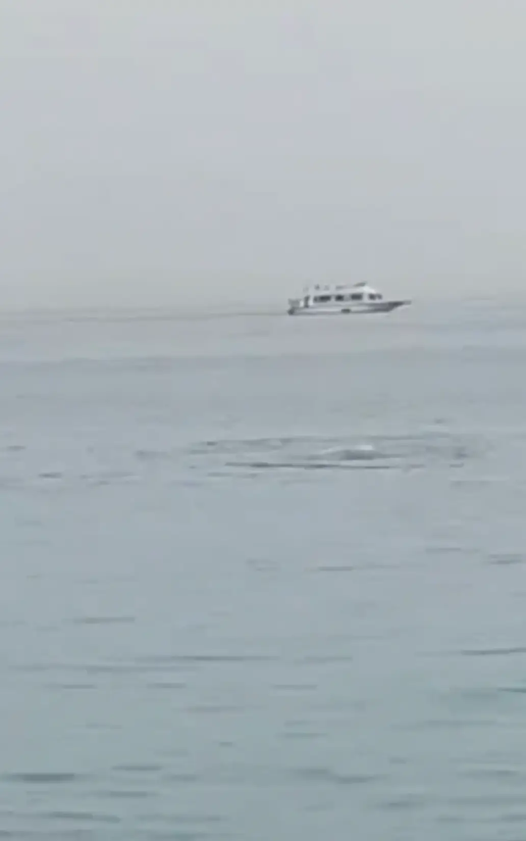 A Russian man was tragically killed in a shark attack in Egypt.