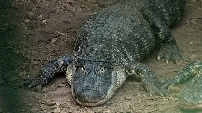 Johnson's Zoo