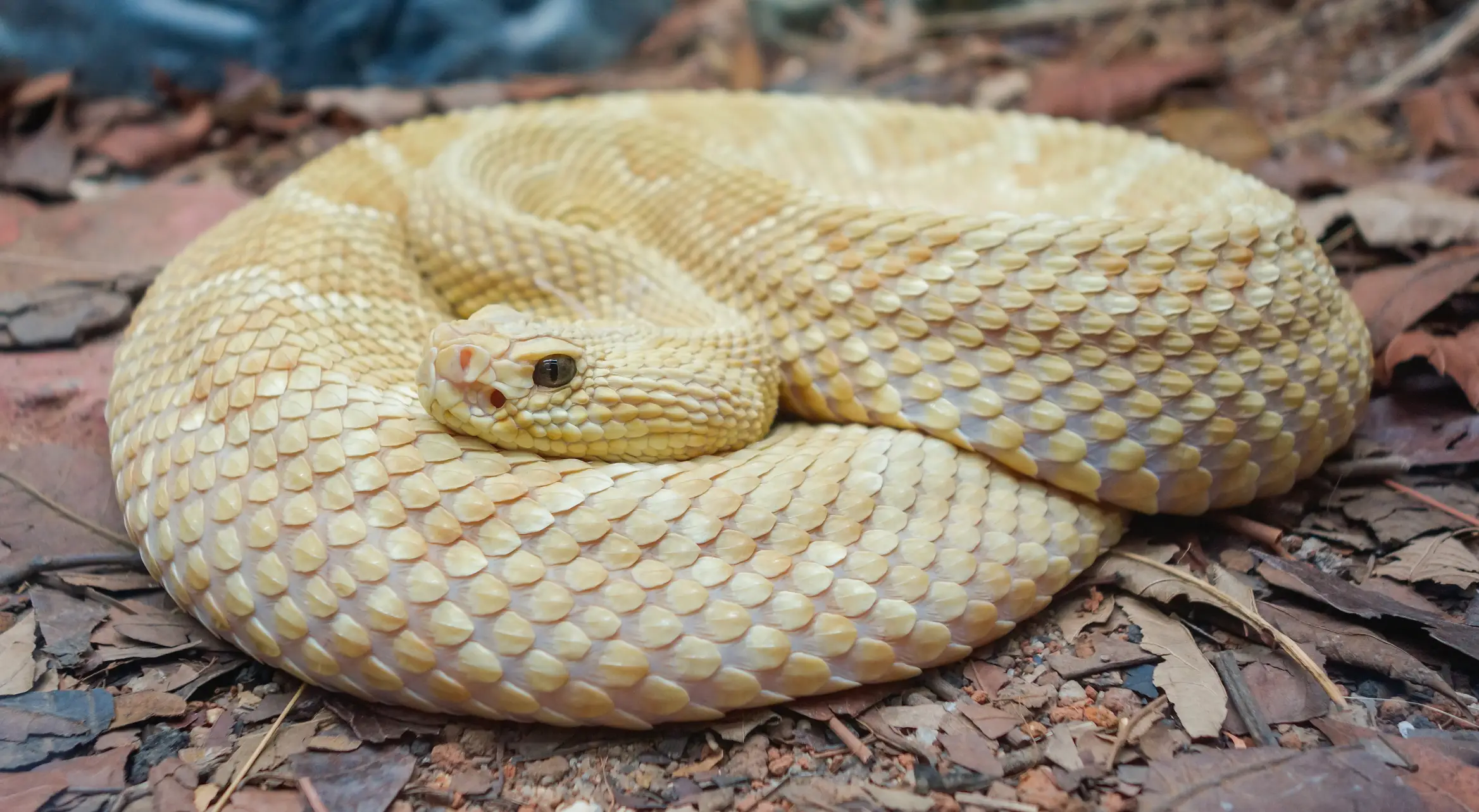 The golden lancehead (Getty Stock)