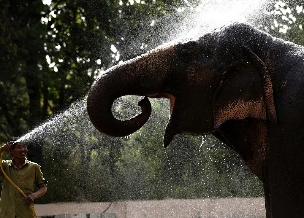 Efforts to integrant Shankar in with the Asian elephants proved unsuccessful (Vipin Kumar/Hindustan Times via Getty Images)