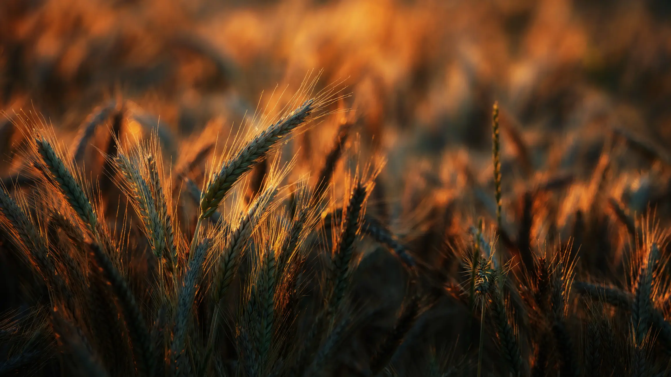 Enjoy a fruitful harvest (Getty Stock Images)
