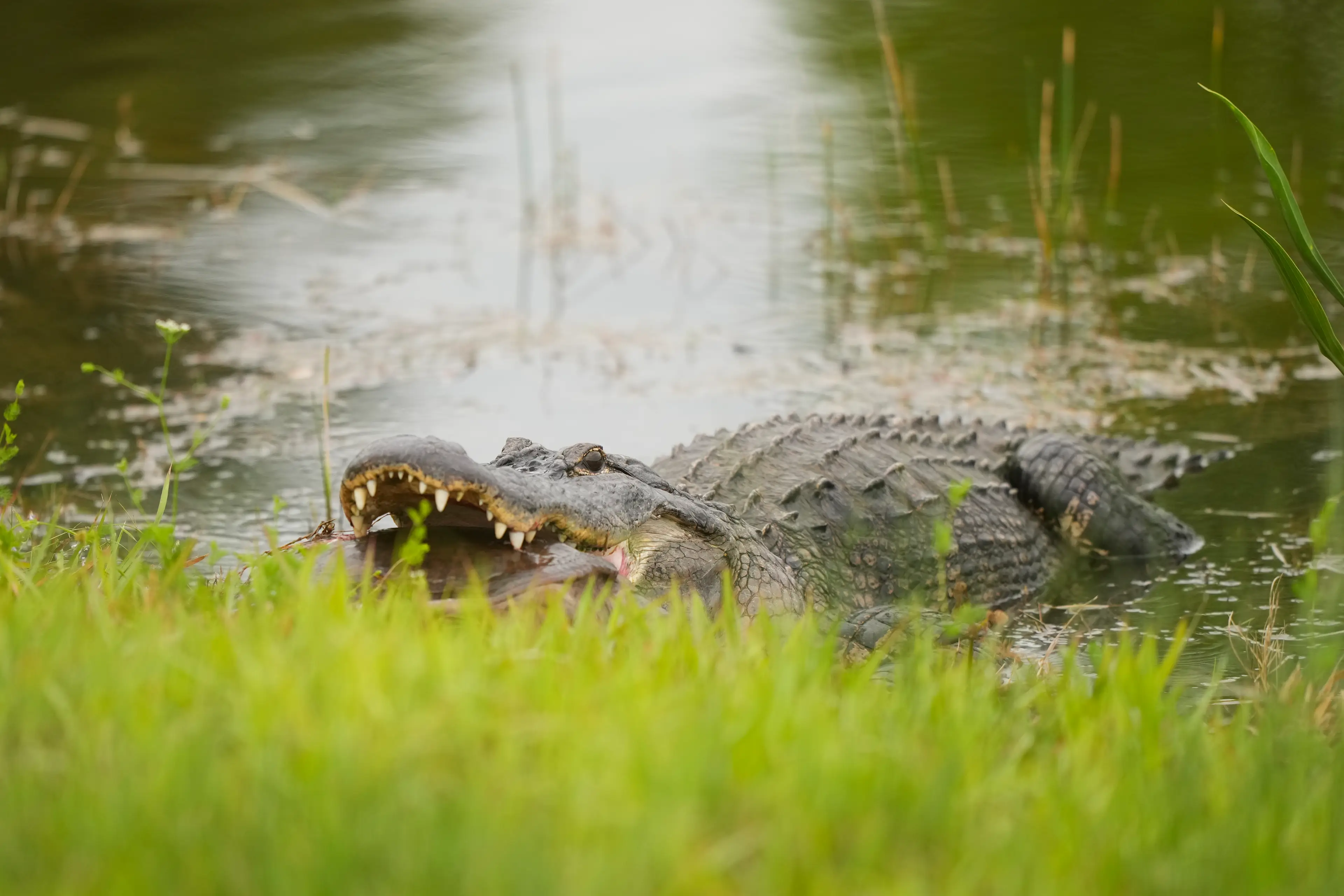 An alligator fatally bit Brittany Clark last weekend in Florida (Darren Carroll/PGA of America via Getty Images)