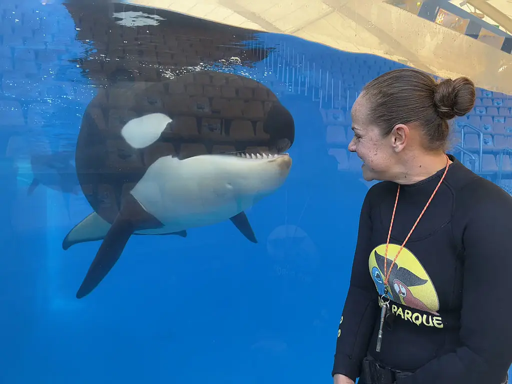 Four orcas are already housed at Loro Parque (Nicolas Kirilowits / AFP via Getty Images)