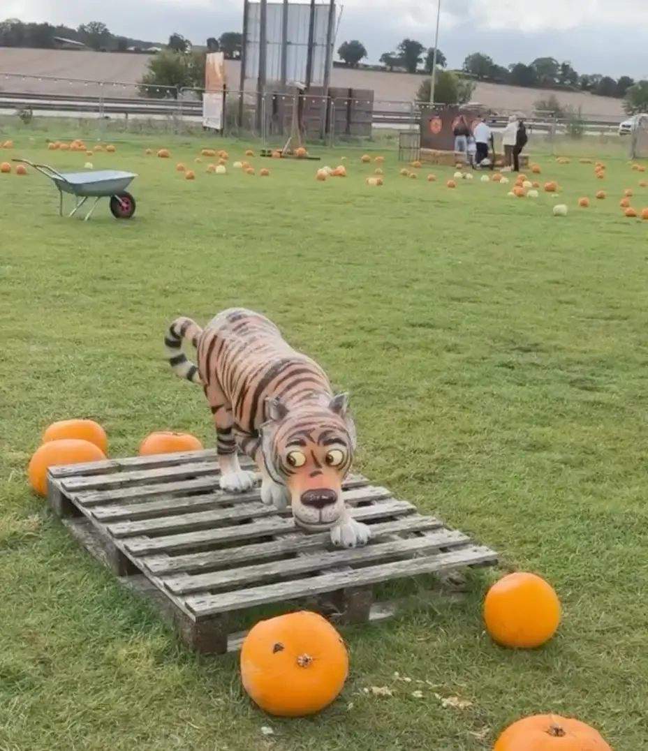The tiger statue at the pumpkin patch (alexdodman)
