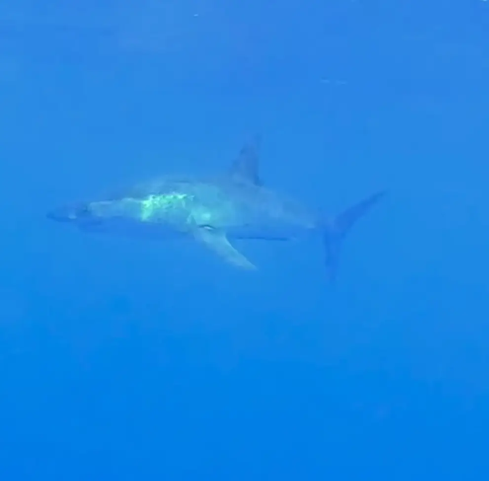 The great mako shark can reach speeds of 45mph.