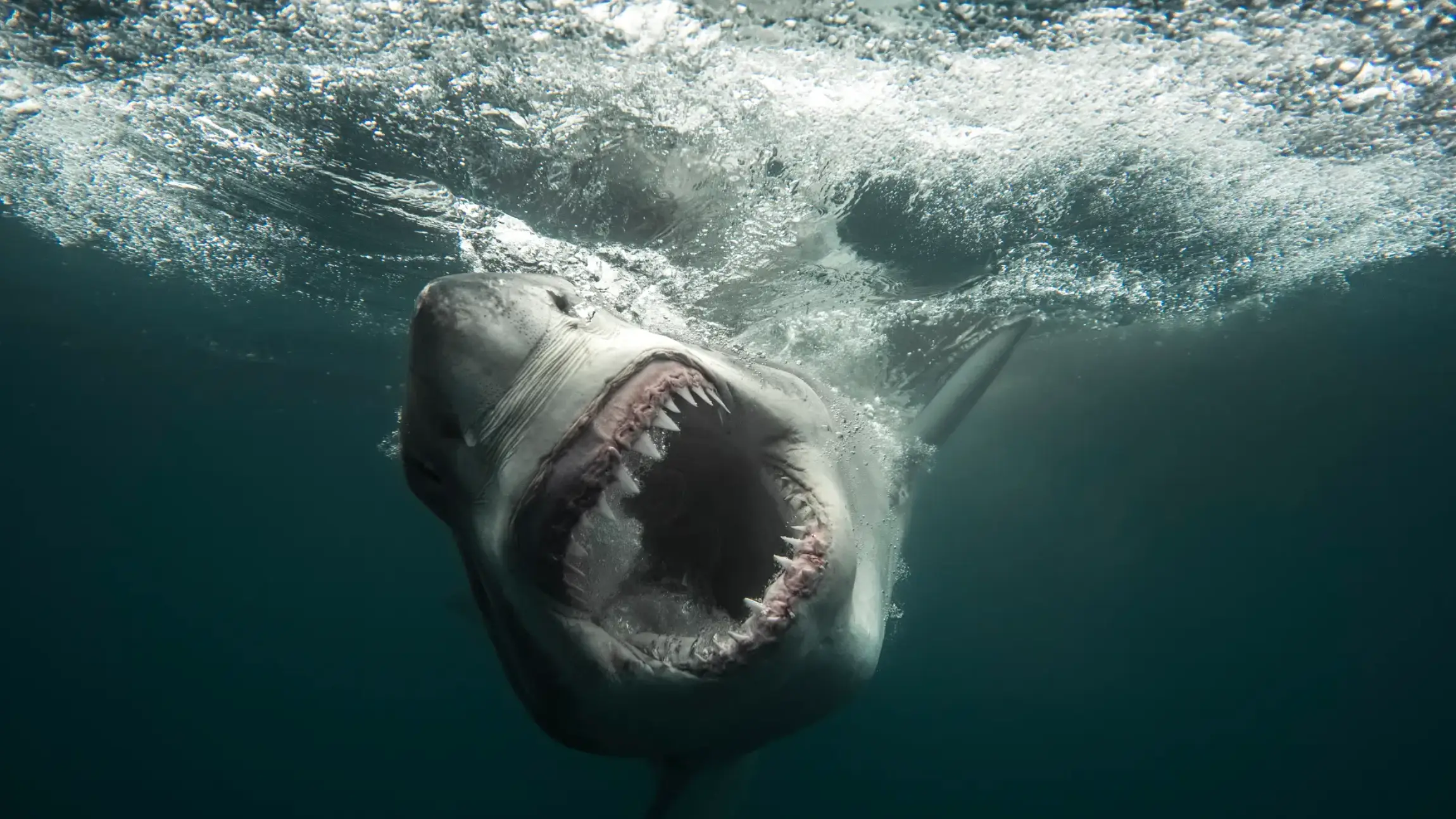The Discovery Channel 