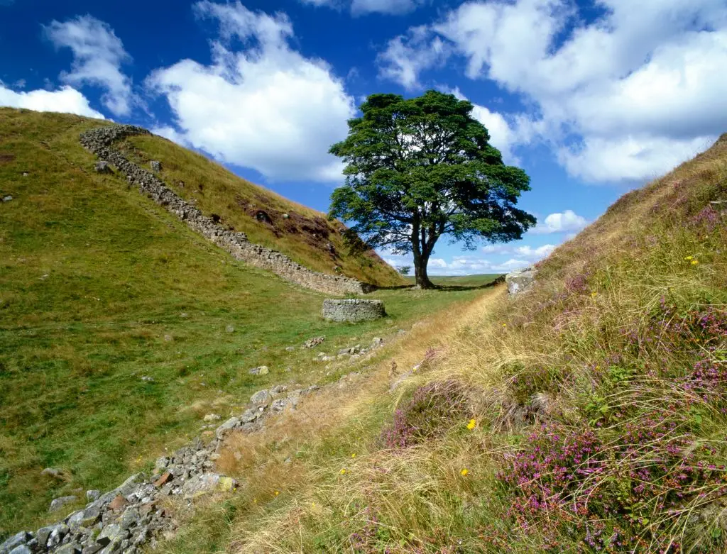 The tree was loved by people across the world (English Heritage/Heritage Images/Getty Images)