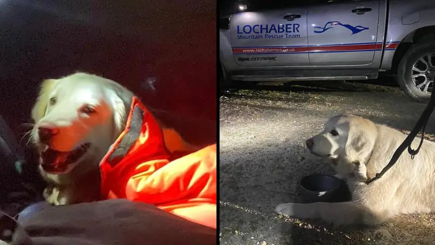 Dog gets stretchered down huge mountain because it refused to walk a single step more