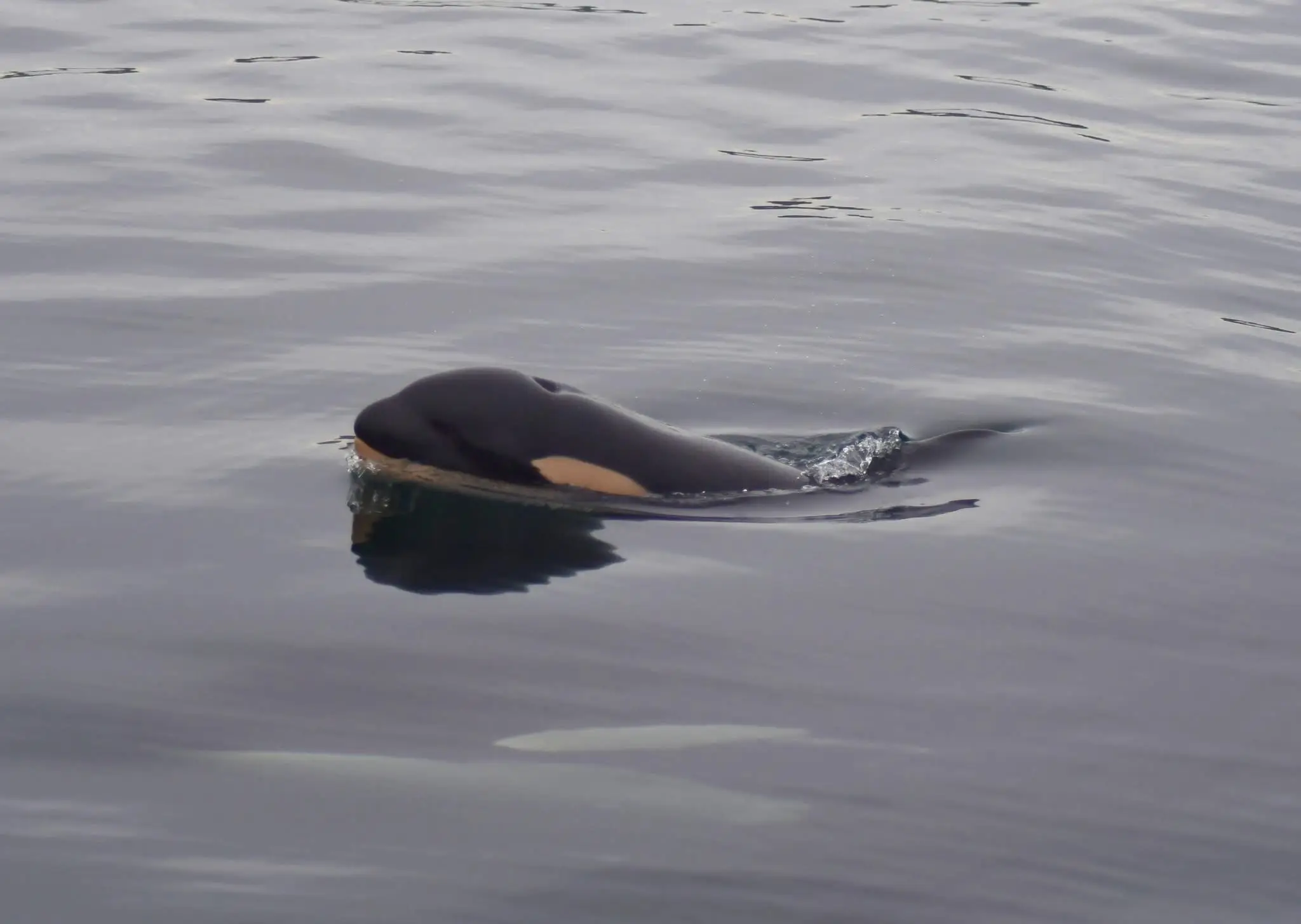Tragically, it has since been confirmed that the new calf has also passed away (Center for Whale Research)