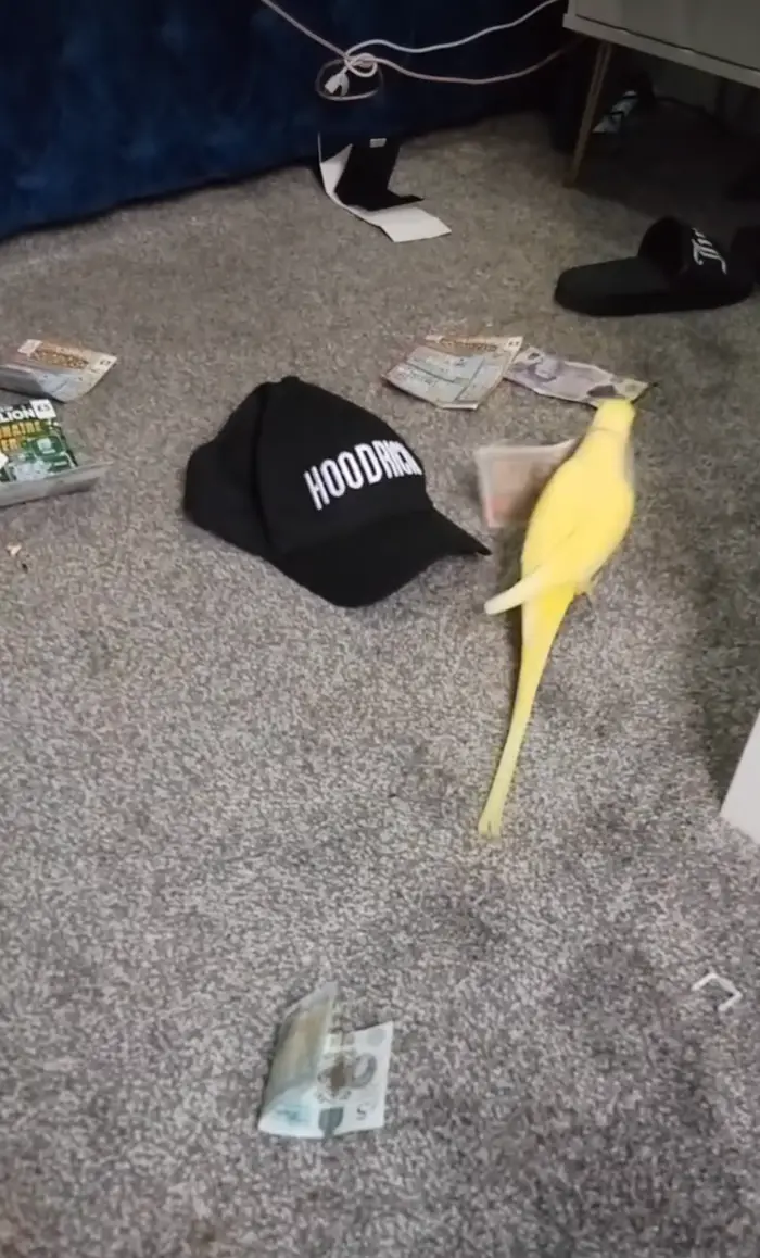 Mango the parrot was seen on video playing with money (Lancashire Police)