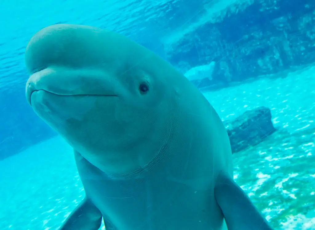 The beluga whales had been stuck in the amusement park since it closed in September 2024 (Tara Walton/Toronto Star via Getty Images)