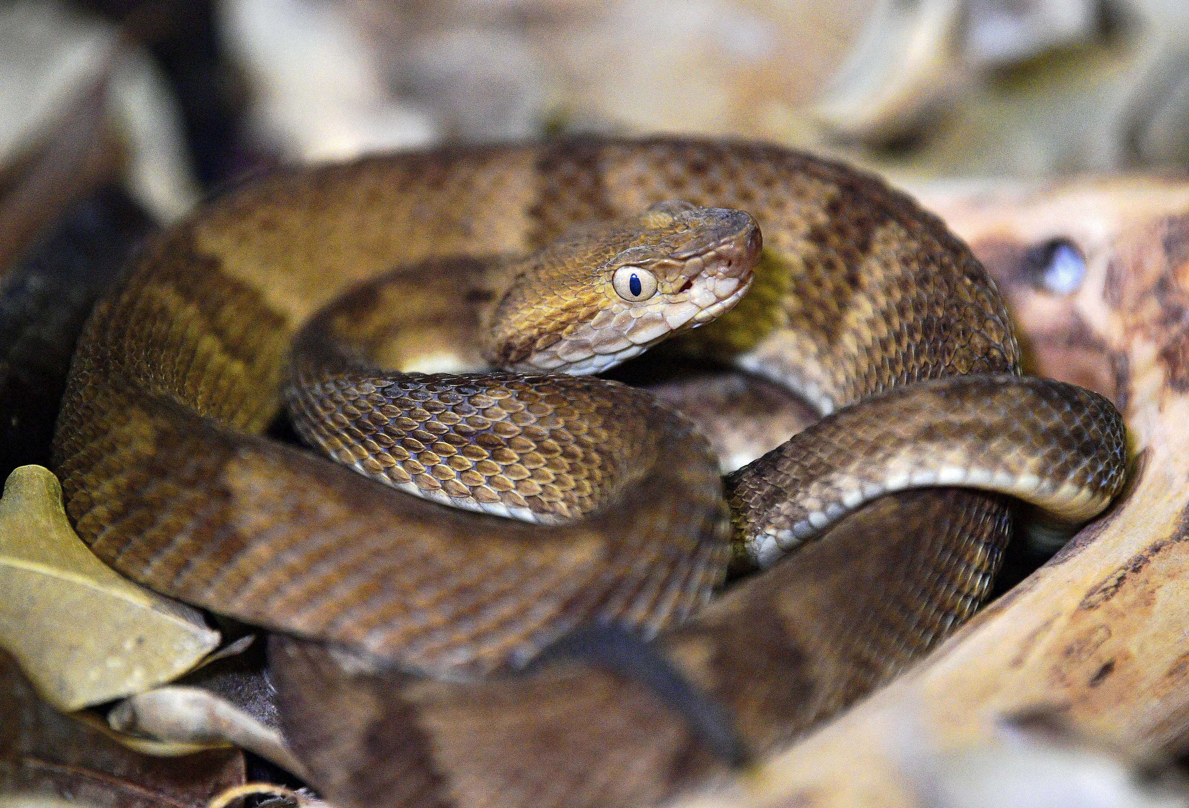 Be careful where you step when the Golden Lancehead Viper is about. (CARL DE SOUZA/AFP via Getty Images)