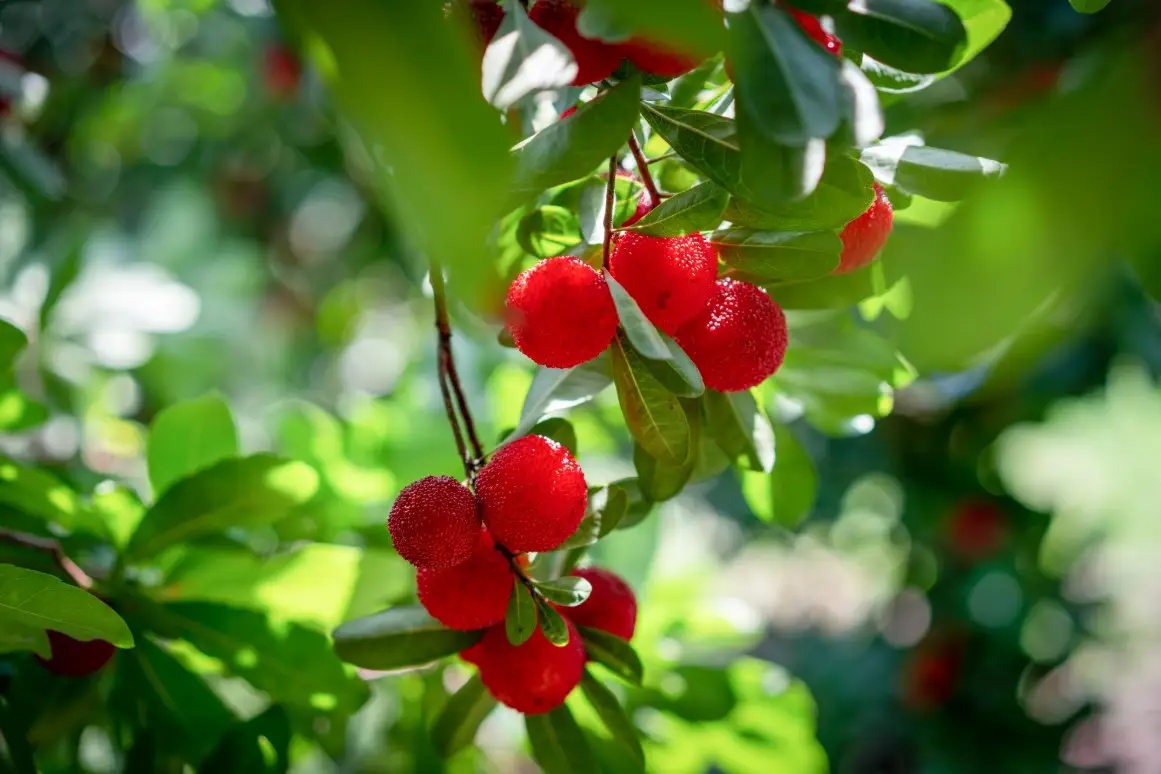 The strawberry tree can be found around the Mediterranean and Southern Ireland (Getty Stock Images)