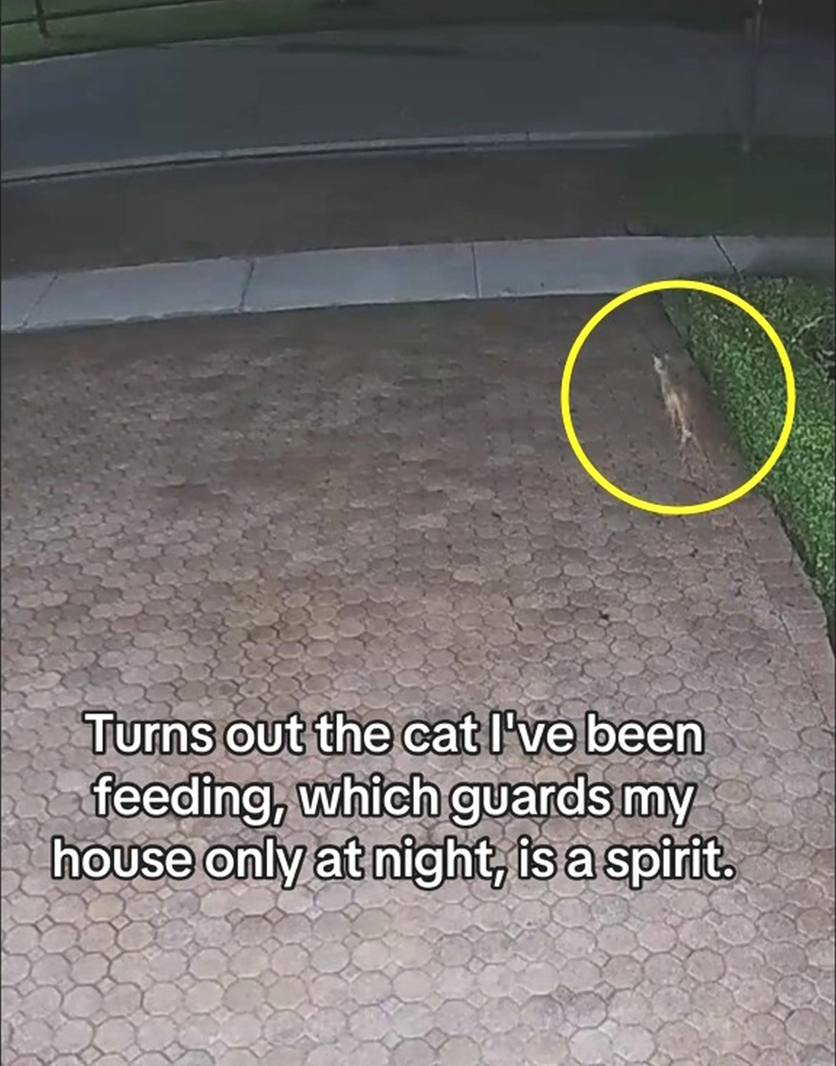 Morgan's video went viral with viewers left in shock (Kennedy News and Media)