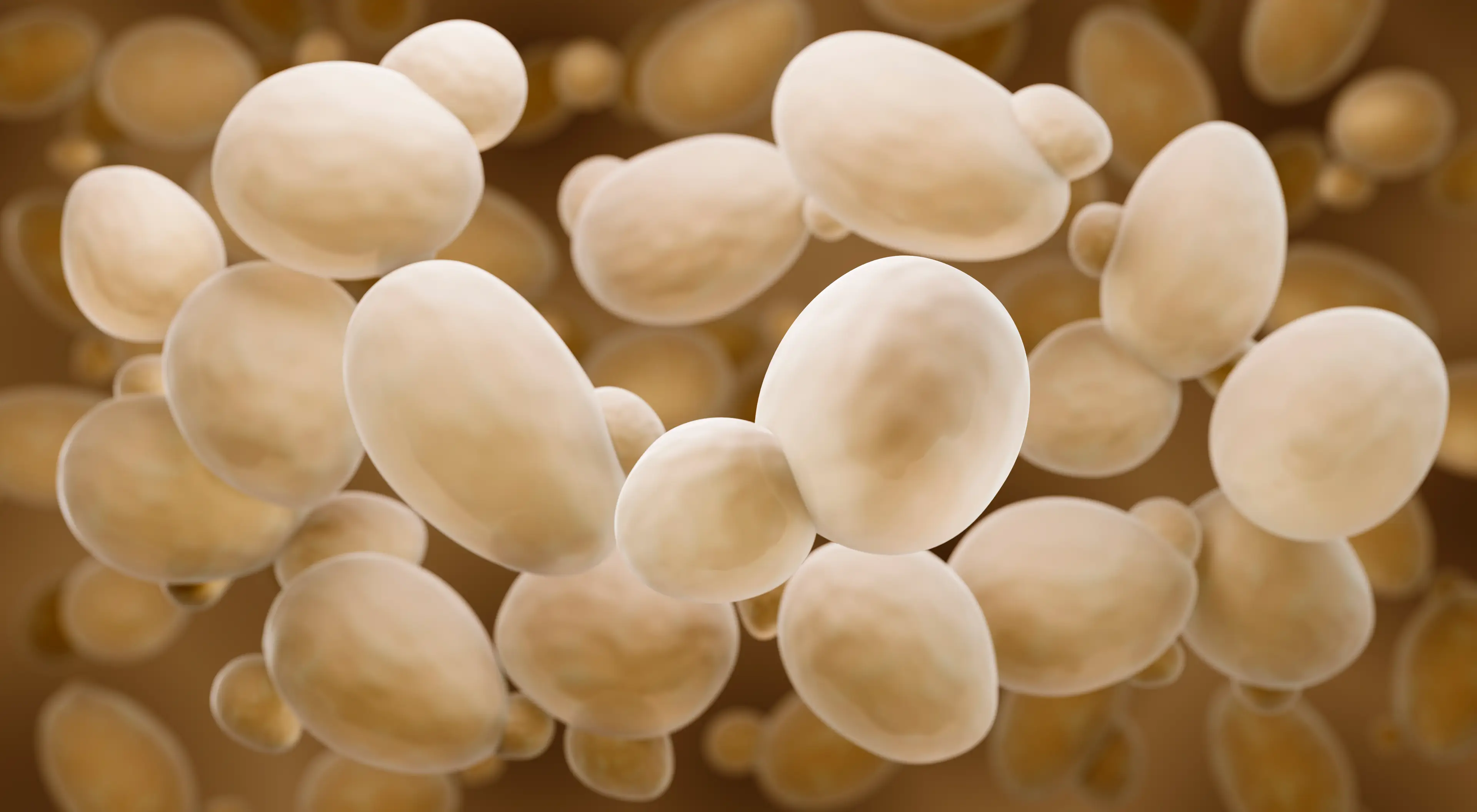 The Yeast is known as 'Baker's Yeast' (Artur Plawgo via Getty Images)