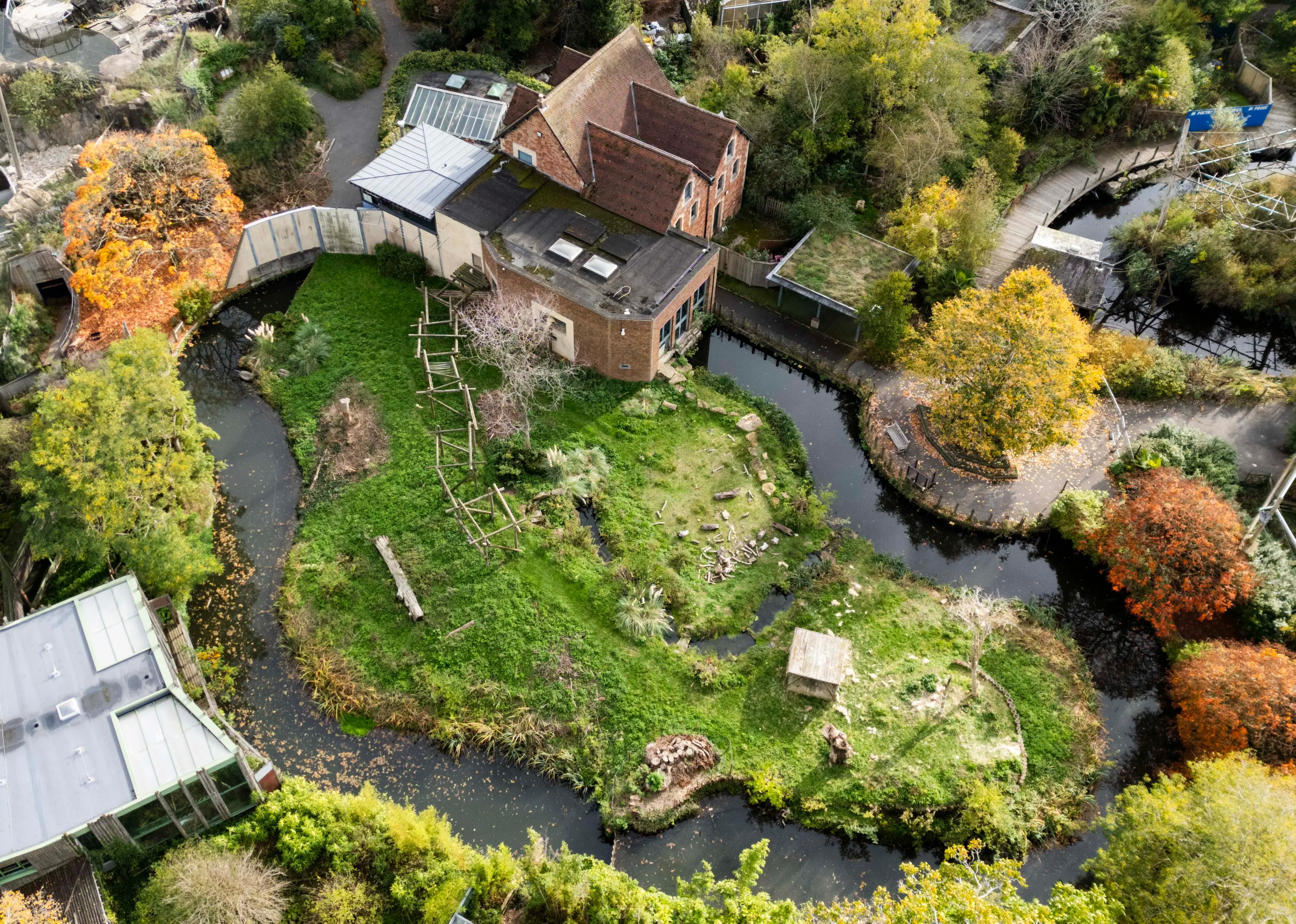 The gorillas had remained in their enclosure at the abandoned zoo before being moved this month. (SWNS)