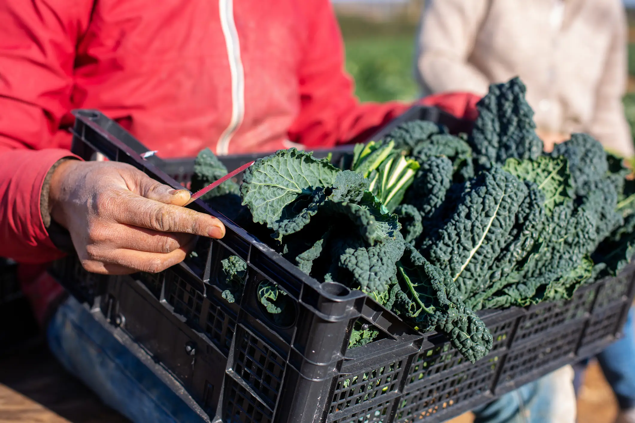 As well as supplements, vitamin K can be found in some food groups (Getty Stock Images)