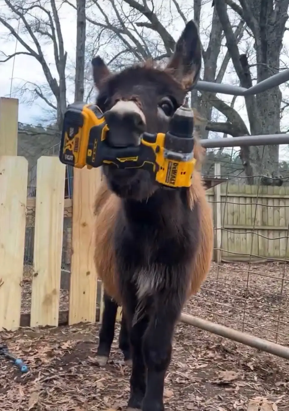 The little donkey was killed on Sunday (GoFundMe)
