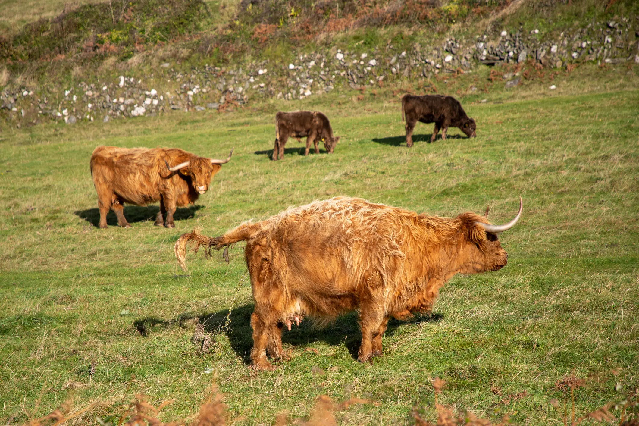 The study is based off watching various videos of animals peeing. (Paul Mansfield/ Getty Images)