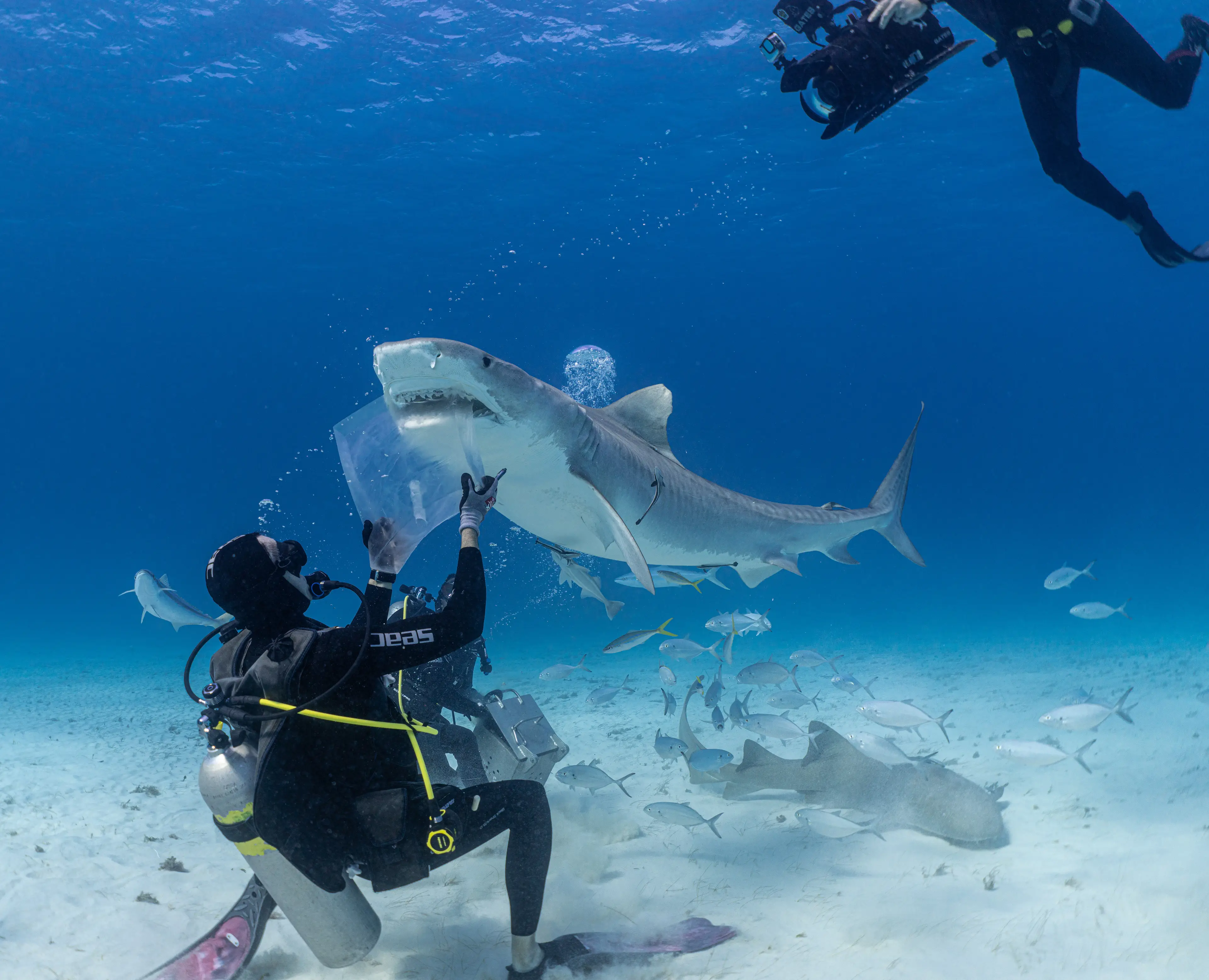 They fed the shark 'a jelly lollipop' to see how much it could consume in one bite. (Supplied)