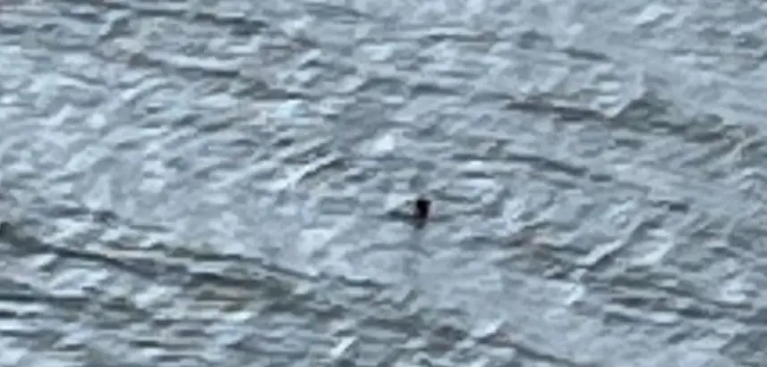 What do you reckon? (Northpix)