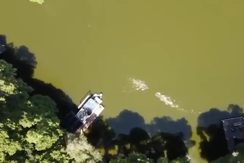 The alligator was in his direct path.